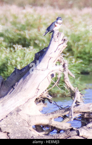 Female Belted Kingfisher (Megaceryle alcyon) perched on a stump.. Stock Photo