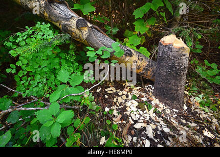 Tree felled by beaver Stock Photo