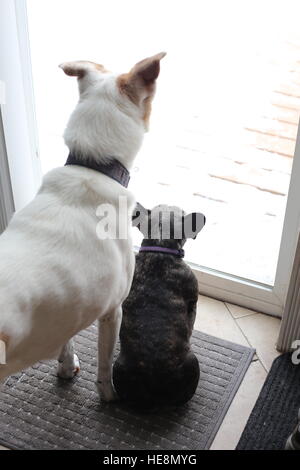 Two dogs looking out a window. Stock Photo