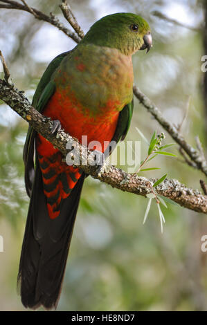 Young Male King Parrot Stock Photo