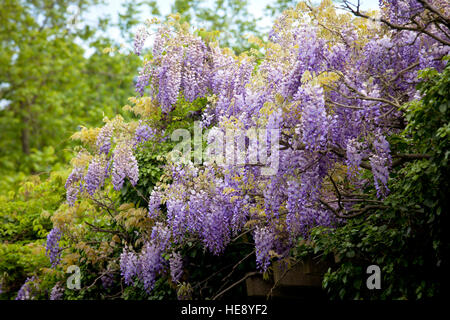 Germany, Cologne, flowering Wisteria (lat. Wisteria) at the Friedenspark. Stock Photo