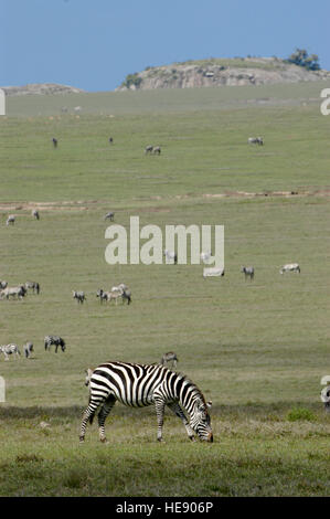 Burchell's zebra Equus burchelli grazing, Arash, border to Serengeti, Tanzania Stock Photo