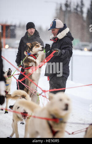 U.S. Air Force Maj. Roger Lee, a 60th Aerospace Medicine Squadron bioenvironmental engineering flight commander assigned to Travis Air Force Base, Calif., prepares Morgan, a sled dog on Team Jenssen, for the Iditarod sled dog race March 10, 2015, in Fairbanks, Alaska. Lee trained with dog sled teams in order to gain experience toward becoming a competitor in future races.  Senior Airman Peter Reft Stock Photo