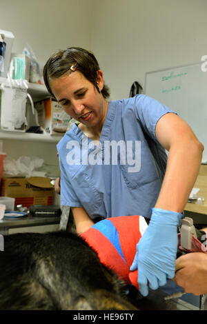 Maj. Jamie Swartz, an ear nose and throat surgeon, wraps an Army military working dogs head after an ear examination in the Craig Joint Theater Hospital's veterinarian clinic on Bagram Air Field, Afghanistan, July 22, 2013. Swartz recently saw and treated the dog for an ear infection, ruptured ear drum and auricular hematoma. Swartz is the only ear, nose and throat surgeon in the hospital, and consults with the vet clinic when needed. Staff Sgt. Stephenie Wade) Stock Photo
