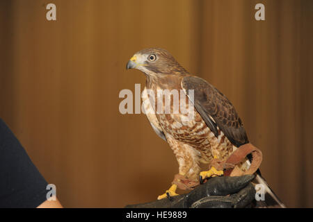 Costa, the Broad Winged Hawk, perches on the hand of its handler, Alejandra Palacio, Alabama 4-H Science School environmental educational instructor during the Birds of Prey demonstration April 8, 2016, at Maxwell Air Force Base, Alabama.  Airman 1st Class Alexa Culbert) Stock Photo