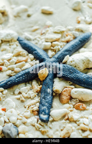 Blue starfish on coral sand Stock Photo