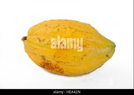 Cocoa pod on white background Stock Photo