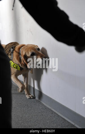 Pier, 460th Security Forces Squadron military working dog, smells for a training device March 20, 2013, at a training facility on Buckley Air Force Base, Colo.  Pier and his handler, Staff Sgt. Marque Daniels, participated in a K-9 training exercise hosted by the 460th SFS along with several K-9 teams from the 460th SFS, Jefferson County Sheriff's Office, Denver Sheriff Department and Transportation Security Administration. Airman 1st Class Riley Johnson Stock Photo