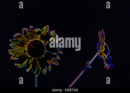 Sunflowers in Bloom - Digitally Manipulated Image with Glowing Edges, Abstract Flower / Flowers on a Black Background Stock Photo