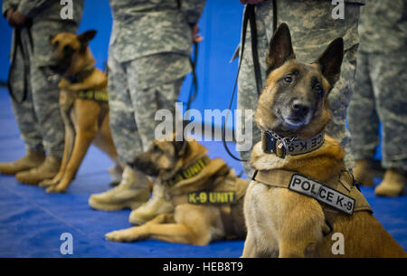 Army K-9 officer Daga, a Belgian Malinois, looks into the crowd gathered during the inactivation ceremony for the 793rd Military Police Battalion, 2nd Engineer Brigade, U.S. Army Alaska, at the Buckner Physical Fitness Center on Joint Base Elmendorf-Richardson, Alaska, Thursday, Aug. 28, 2014. The 793rd Military Police Battalion was activated on Dec. 26, 1942, at Camp Maxey, Texas. The 793rd Military Police Battalion has been on nearly 72 years of consecutive service, and deployed to the European Theater of Operations in World War II, performed numerous Cold War era missions, and took part in  Stock Photo