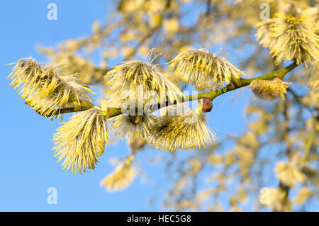 Flowering goat willow against the blue sky Stock Photo