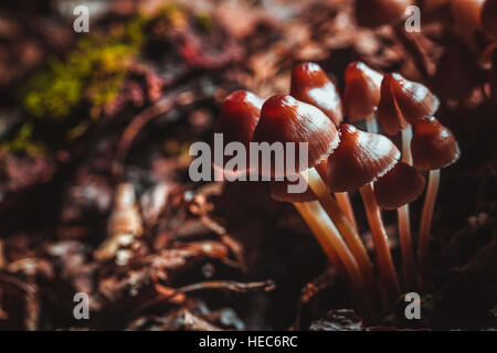 many little mushrooms on a tree stump. Stock Photo