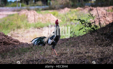 Red junglefawl, male chicken on lawn in Thailand, full body Stock Photo