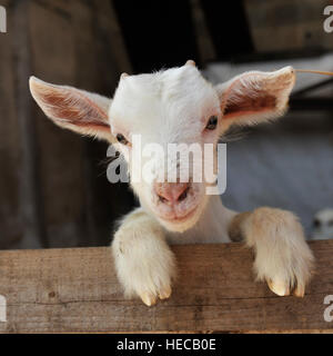 baby cashmere goat Stock Photo