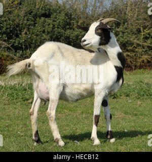 nanny goat mixed breed Stock Photo