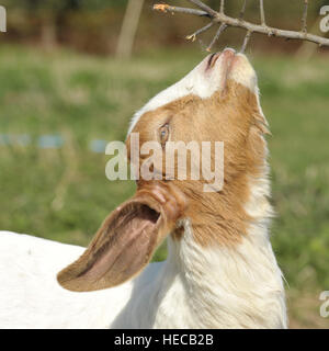 boer goat kid browsing Stock Photo
