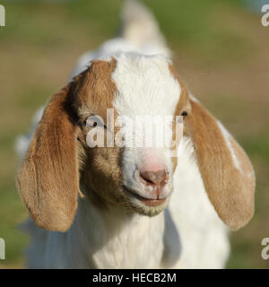 boer goat kid 2 weeks old Stock Photo