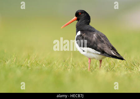 Oystercatcher (Haematopus ostralegus) standing in grass, Texel, The Netherlands Stock Photo