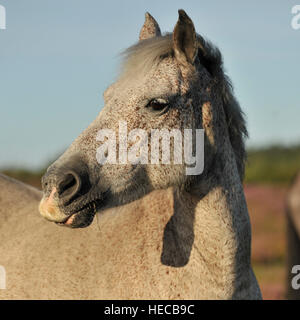 wild horse in the NewForest Stock Photo