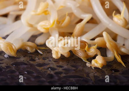 Raw sprouts of mung beans with water drops macro. horizontal Stock Photo