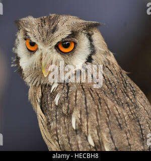 white faced owl Stock Photo