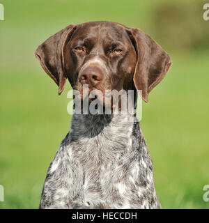 Gsp German Shorthaired Pointer, Male Liver And White Stock Photo 