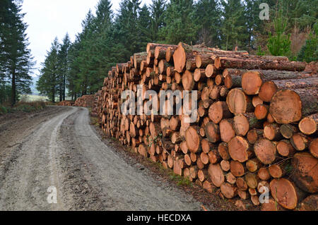 Larch trees felled due to disease control at Garth Bank, Garth, Powys, Wales Stock Photo