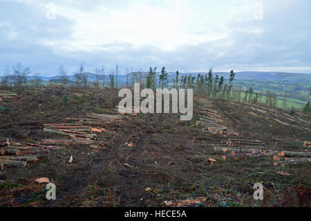 Larch trees felled due to disease control at Garth Bank, Garth, Powys, Wales Stock Photo