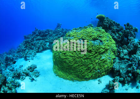 Big yellow scroll coral (Turbinaria reniformis) underwater in the coral reef of the red sea Stock Photo