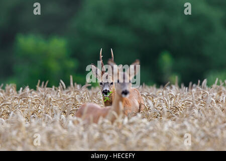 European roe deer (Capreolus capreolus) buck chasing doe in wheat field during the rut in summer Stock Photo