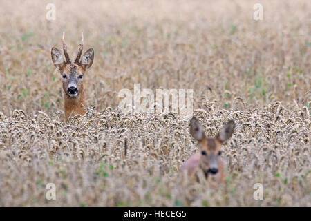 European roe deer (Capreolus capreolus) buck chasing doe in wheat field during the rut in summer Stock Photo