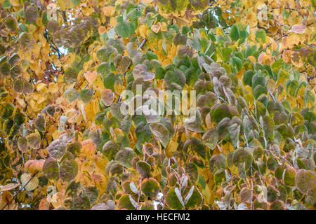 Closeup shot of yellow and green Autumn leaves.