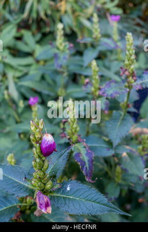 Closeup shot of purple and white flower buds. Macro shot. Stock Photo
