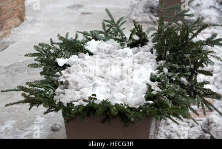 Bush under a snow Stock Photo