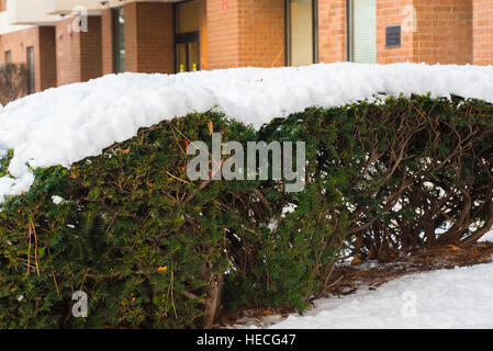 Bush under a snow Stock Photo