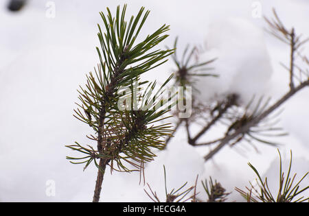 Bush under a snow Stock Photo