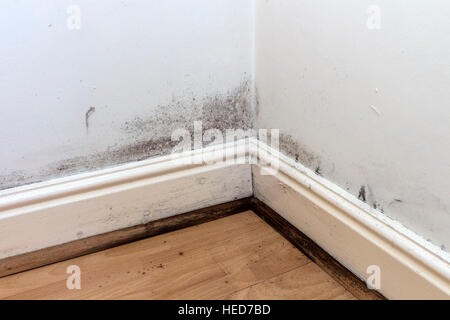 Black Mould Growing on the Walls, Skirting Boards and Floor of a Rented House in the UK Stock Photo