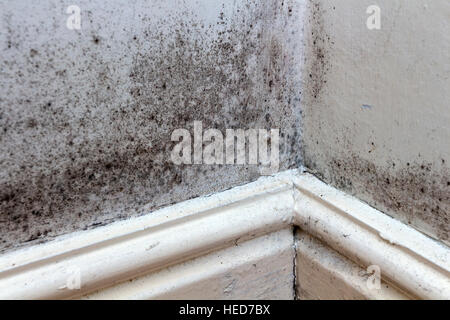Black Mould Growing on the Walls, Skirting Boards and Floor of a Rented House in the UK Stock Photo