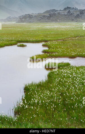 Common cottongrass (Eriophorum angustifolium) in wetlands. Landmannalaugar region.  Highlands. Iceland, Europe. Stock Photo