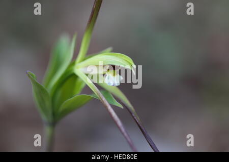 Large whorled pogonia [Isotria verticillata].Pennsylvania,USA Stock Photo