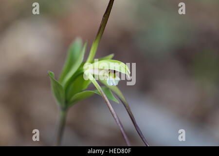 Large whorled pogonia [Isotria verticillata].Pennsylvania,USA Stock Photo