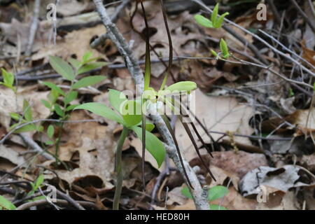 Large whorled pogonia [Isotria verticillata],double flowering.Pennsylvania,USA Stock Photo