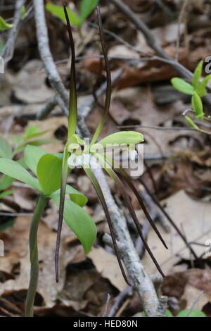 Large whorled pogonia [Isotria verticillata],double flowering.Pennsylvania,USA Stock Photo