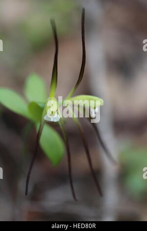 Large whorled pogonia [Isotria verticillata],double flowering.Pennsylvania,USA Stock Photo