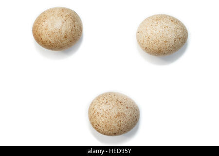 The eggs of the Northern Hobby in front of white background, isolated. Russia, the Ryazan region. Falco subbuteo. Stock Photo
