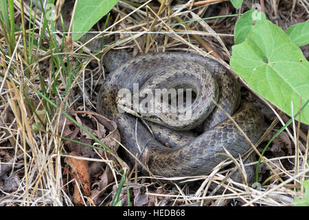 Smooth snake (Coronella austriaca) curled up in dry grass, Tyrol, Austria Stock Photo