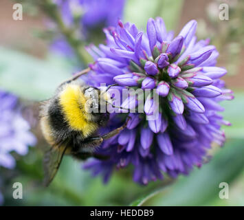 Close up of a bee collecting nectar from a purple flowerhead Stock Photo