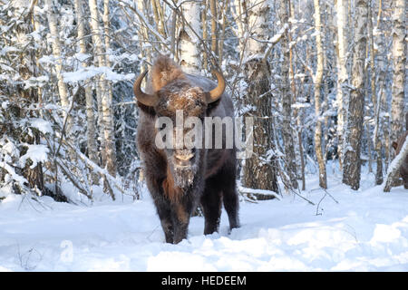 European bison (Wisent, Bison bonasus) in winter forest. National park Ugra, Kaluga region, Russia. December, 2016 Stock Photo