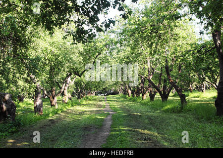 footpath in summer garden with Apple trees Stock Photo
