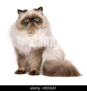 Cute 1 year old seal colourpoint persian cat is sitting Stock Photo